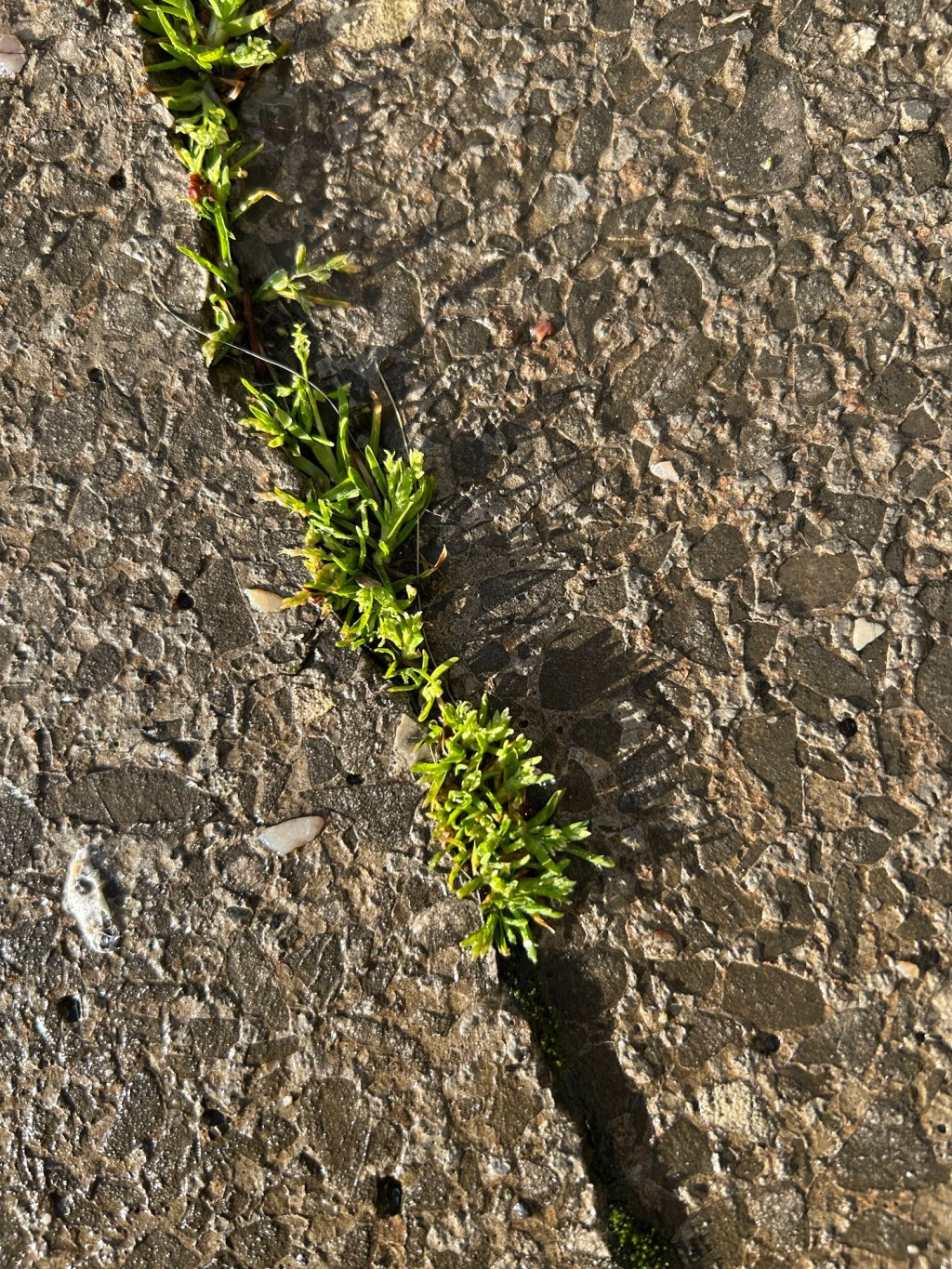 Дефицит железа & депрессия теперь официально&nbsp;вместе